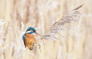 \kingfisher on reeds