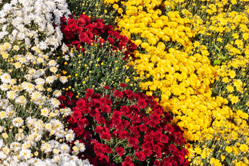 Chrysanthemums colored garden field, summer plant fresh flora outdoors. AI generated.