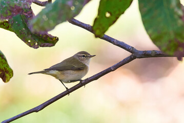 Common chiffchaff ,Leaf warbler (Phylloscopus collybita) Bird close-up