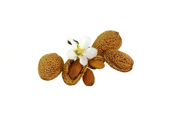 Almond nut in shell and shelled with almond flower isolated on white background close up