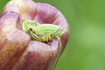 grasshopper on purple pepper