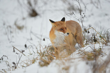 renard 