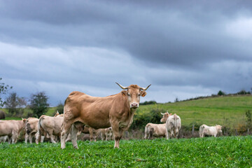 Naklejka na ściany i meble Elegant Pyrenean breed cow looks at camera. Navarrese Pyrenees 