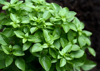 Fresh basil bush isolated on dark background.