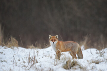 Obraz premium en face