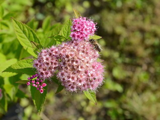 Flowers of Spiraea japonica double play pink, the Japanese meadowsweet, Japanese spiraea or Korean spiraea. It is a plant in the family Rosaceae. 