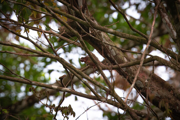 Iguana on a tree in the tropical jungles of Pavones, Costa Rica.