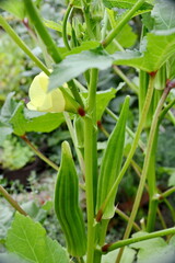 Obraz premium Close up of Okra flower.Beautiful yellow okra flower. Lady Fingers Flower. Yellow flower of Lady Fingers on Plant. Okra vegetable. With Selective Focus on the Subject.