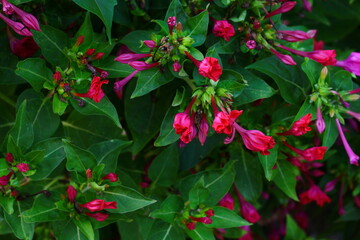 Red four o'clock flower (Mirabilis Jalapa) macro shot. Mirabilis jalapa, the miracle of Peru or a four o clock flower, is the most common ornamental species of the Mirabilis plant.