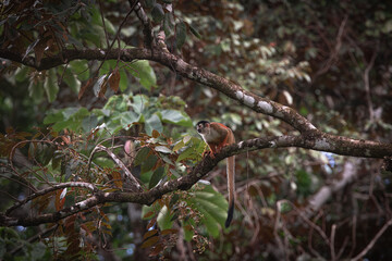Squirrel monkey on a tree in the tropical jungles of Pavones, Costa Rica.