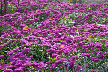 Obraz premium Chrysanthemums lilac colored garden field, summer plant fresh flora outdoors. AI generated.