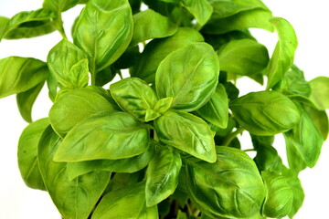 Fresh basil leaves isolated on white background