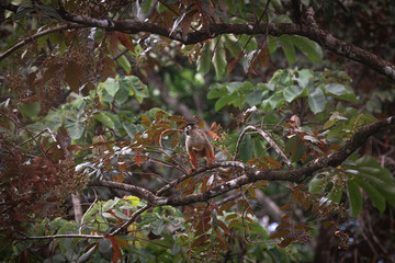 Squirrel monkey on a tree in the tropical jungles of Pavones, Costa Rica.