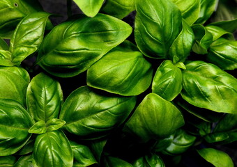 Fresh basil leaves isolated on black background