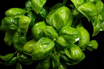 Fresh basil leaves isolated on black background
