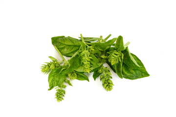 Basil with flowers isolated on white background. Aromatic spice basil.