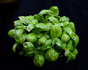 Fresh basil leaves isolated on black background