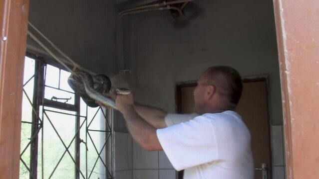 man with a shovel trying to catch and safely remove and relocate african rock python hiding in the corner of the room at a farm in Botswana