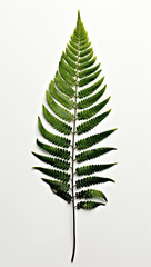 fern leaf isolated on white 