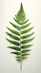 fern leaf isolated on white 