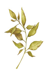 Branch with withering leaves. Watercolor botanical illustration. Isolated element for design of packaging, logo, cards, wedding printing, invitations, advertising, etc.
