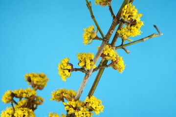 branches with flowers of European Cornel (Cornus mas) in early spring. Cornelian cherry, European cornel or Cornelian cherry dogwood (Cornus mas) flovering. Early spring flowers in natural habitat