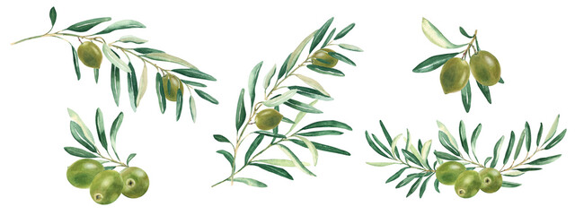 Olive branches and green fruits set isolated on white background. Watercolor hand drawn botanical illustration. Can be used for menu, logos and product, food packaging design