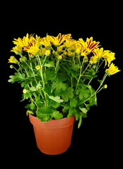 Beautiful spring orange chrysanthemum, Gazania or commonly called New Day Tiger