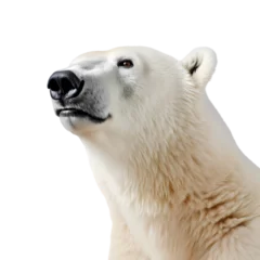 Foto op Canvas Polar bear on transparent background © feng