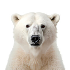 Polar bear on transparent background