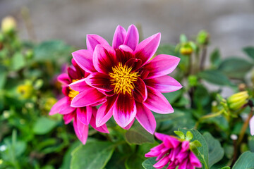 Fototapeta premium Flower
