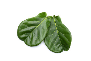 Green leaves of ficus lyrate tree on white