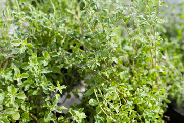 Fresh herbs in the garden
