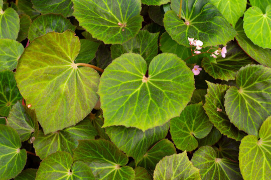 Begonia plants in the garden