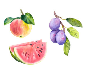 Hand drawn watercolor fruit apple, plum and watermelon. Watercolor red apple, plum branch and watermelon pieces on the white background.