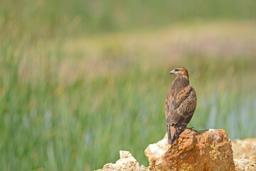 Common Buzzard (Buteo buteo) on a rock. Green and yellow background.