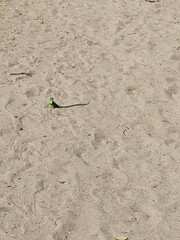 Iguana