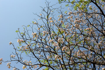 Trumpet Tree, Pink Poui, New World Trumpet, Rosy Trumpet