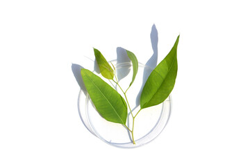 Fresh leaves of eucalyptus in petri dish on white background.