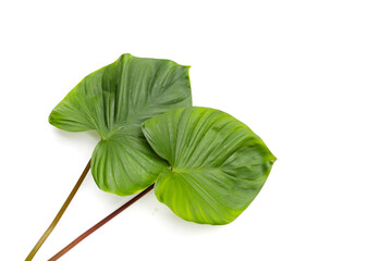 Obraz premium Homalomena rubescens (Roxb.) Kunth plant. Green leaves