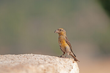 Red Crossbill (Loxia curvirostra) standing on a rock.