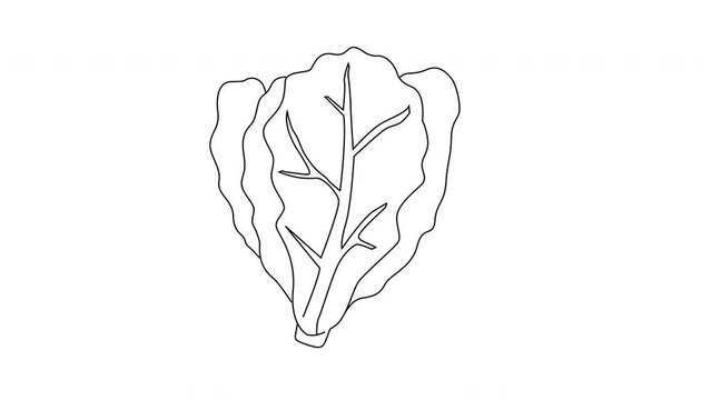 Animation forms a sketch of a lettuce leaf icon