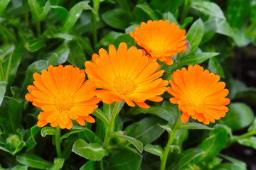 Calendula flower and leaf , nature green background. Calendula flower on summer day. Closeup medicinal flower herb for tea or oil