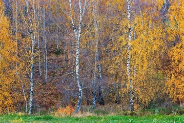 Enchanted Birch Forest: Autumn's Golden Canopy and Grass