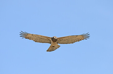 Short-toed Snake Eagle (Circaetus gallicus) flying in the sky.