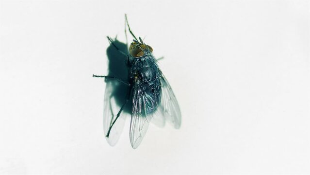 House Fly Lands And Flies Off Closeup