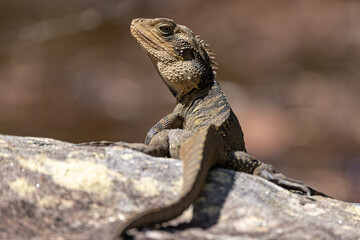 Close up portrait of an Australian Eastern Water Dragon