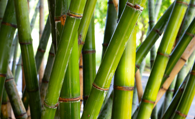 Fototapeta na wymiar Fresh green bamboo tree in the garden