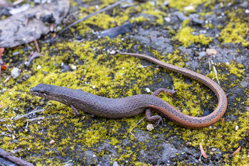 Australian Weasel Skink on mossy ground
