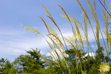 Grass flowers with blue sky